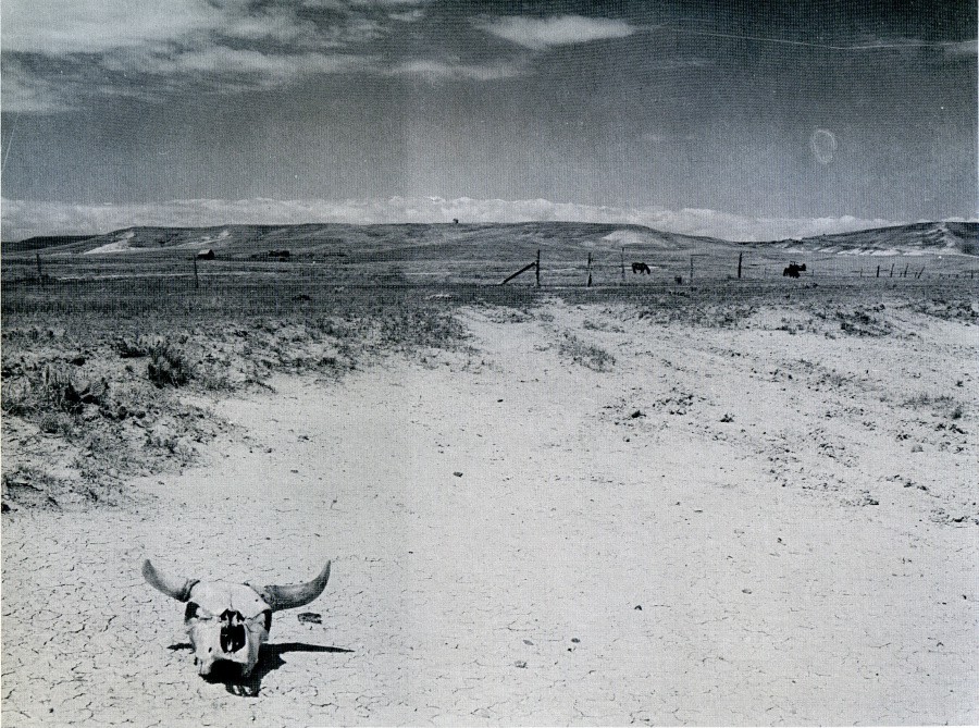 One of Arthur Rothstein’s photographs of a cow’s skull in South Dakota (1936).